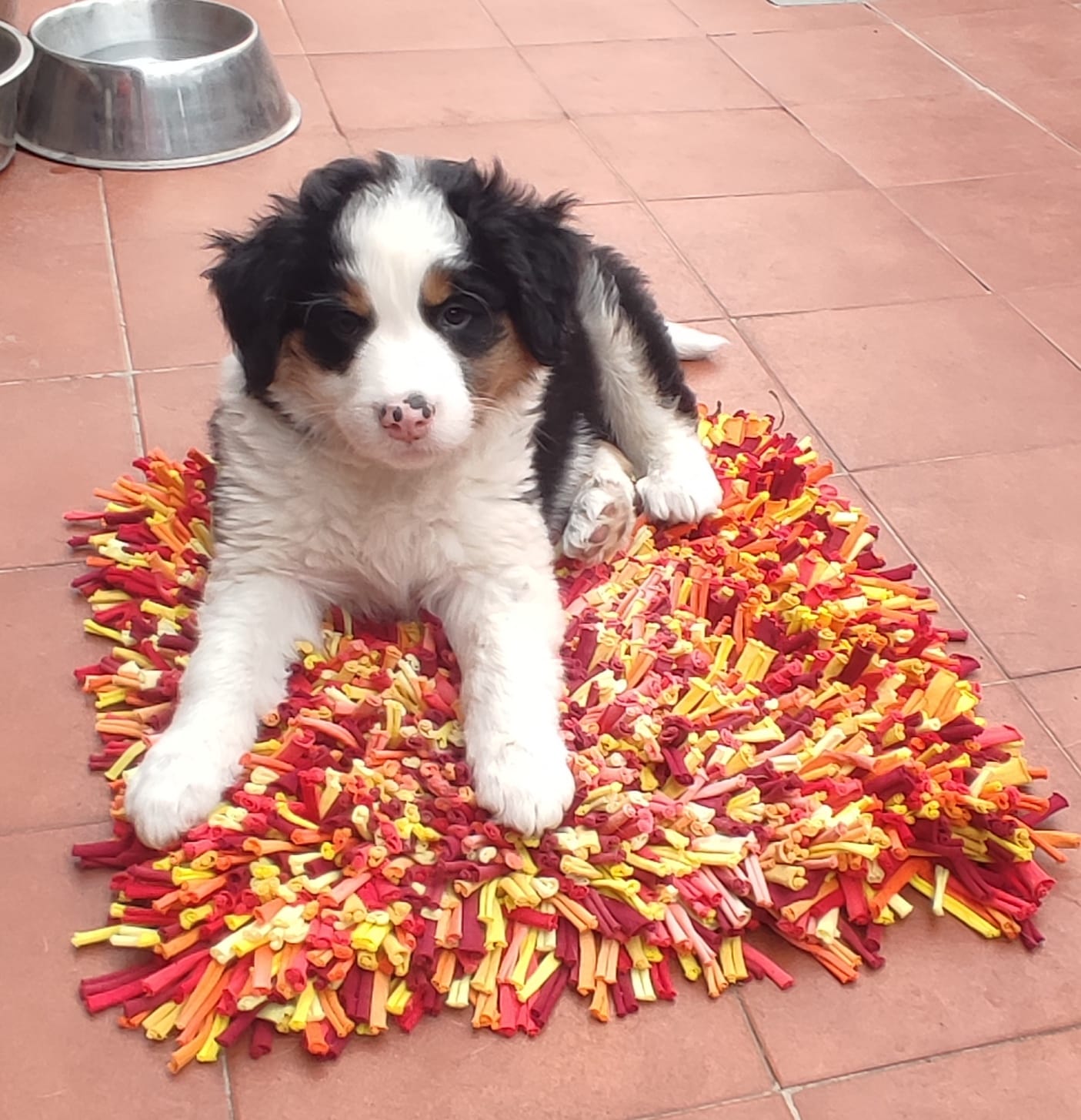 Animal 1